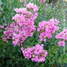 Il nome rosa è in uso sin dal medioevo, ed è tra i più diffusi in italia. Nomi Di Fiori Rosa