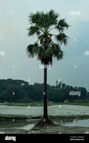 Image result for Borassus