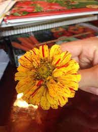 Pin On Mygardenanswers