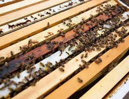 Top pest control services in dallas, tx. Central Valley Gold Csu