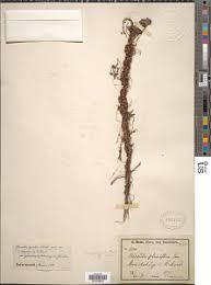 Image result for Cuscuta hyalina