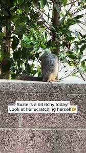 Suzie’s feeling a bit itchy today! Watch her scratching to get some relief.  🐿️🪶 Follow Suzie for daily updates and join her delightful journey!  #animals #animallover #squirrel #cutesquirrel ...