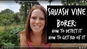 Click to see full answer. Wilting Leaves On Zucchini Or Squash Squash Vine Borer How To Detect And Get Rid Of It Youtube