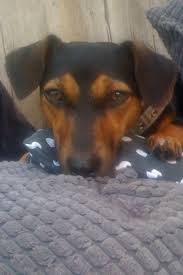 Jack Russell Terrier Black And Brown Jack Russel Black Tan Jack Russell Terrier Jack Russell Doggy