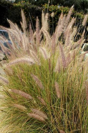 Cenchrus setaceus (Fountain grass)