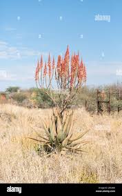 Image result for Aloe littoralis