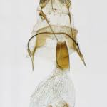 Image result for Mesotype parallelolineata