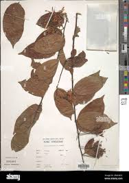Image result for Turraea vogelii