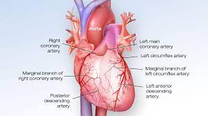 The coronary arteries are the arterial blood vessels of coronary circulation, which transport oxygenated blood to the heart muscle. Cardiovascular Media Library Watch Learn Live