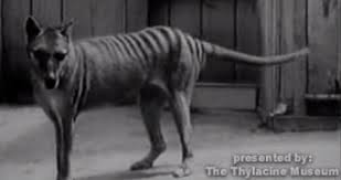 Pin On Animals And Pets