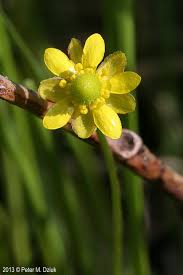 Image result for Ranunculus raeae