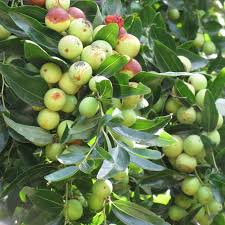 Image result for Ziziphus mauritiana