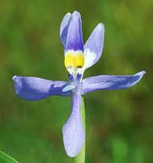 Image result for Heteranthera callifolia