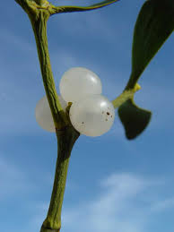 Image result for Viscum shirense