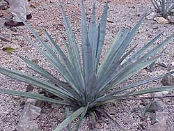 Tequila is made from the weber blue agave plant, or agave tequilana, which is a large succulent with long, spiked leaves similar to aloe vera. Tequila Wikipedia