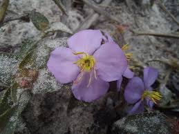 Image result for Antherotoma