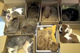 Organize 9 Cats Kitties Way Cat Sleeping Cute Cats Cats