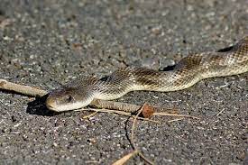 Texas Chicken Snake Rat Snake Rat Snake Snake Texas