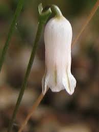 Image result for Litanthus pusillus