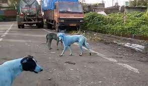 青い犬産業廃棄物が野良犬の毛を青く染めたインド 青い犬 犬 イヌ