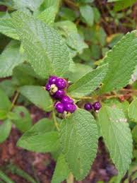 Image result for Lantana viburnoides