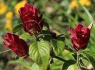 Image result for Eugenia natalitia