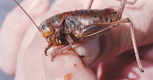 Insect attack! US West is battling crop-killing swarms | The Seattle Times