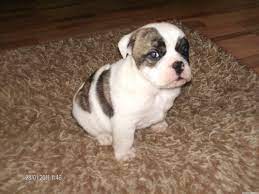 Infos, fotos, historie, welpenfotos, wir sind bulldoggenzüchter aus passion und mit leidenschaft. Old English Bulldog Welpe Englische Bulldogge Welpen Bulldoggenwelpen