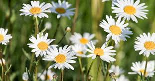 Most people consider white as a blank page, with no inherent meaning, yet this color has picked up plenty of symbolism and power over the centuries due to religious use, natural development, and personal associations. Daisy Flower Meaning Symbolism And Colors