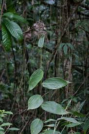 Image result for Olyra latifolia