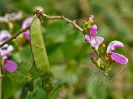 Image result for Canavalia cathartica