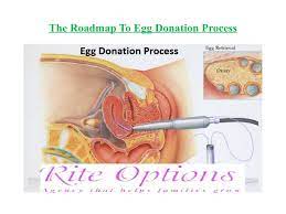 This includes the screening and evaluation to become an egg donor, followed by the actual egg donation treatment cycle. The Roadmap To Egg Donation Process By Rite Options Issuu