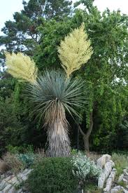 Image result for Nelsia quadrangula