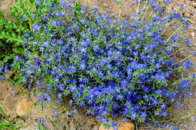 Image result for Anagallis pumila