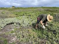 Kalaeokaunaʻoa (Kahuku Point) Volunteer Workday