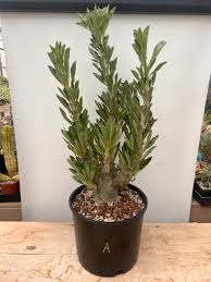 Image result for Pachypodium saundersii