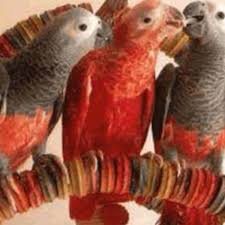 Bird Aviary For Sale Durban Bird Toys Bird Toy Parts Parrot Toys Bird Swings Bird Perches Parrot Toy Parts Busy Bird Toys Creative Handmade African Grey Parrot African Grey Parrot