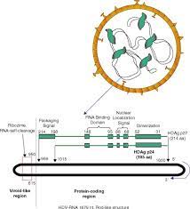By blaming a variant instead of the vaccine, the covid vaccine mythology narrative can be perpetuated. Deltavirus An Overview Sciencedirect Topics