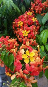 Ciptakan nuansa nyaman, sejuk dan indah dalam hunian. Warisan Petani Pokok Bauhinia Dah Berbunga