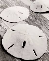 Black And White Beach Photos For Sale Sale Sand Dollar Black And White Nature By Mikesmithphoto On Etsy 25 00 Nautical Beach Decor Sand Dollar Art Sand Dollar