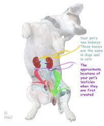 This commission doesn't affect products prices. Retained Testicle Or Cryptorchidism In Your Dog Or Cat