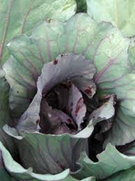 What are some of these pests and diseases you should watch out for? Cabbage Summer Red Grow Guide