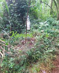 Image result for Drypetes gerrardii