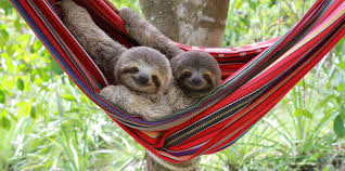 Image result for images for sloths
