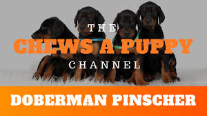 They are ok in most living situations as long as they get taken for plenty of walks, and a yard would be a bonus! Doberman Pinscher Puppies For Sale Chews A Puppy Orlando Fl Youtube