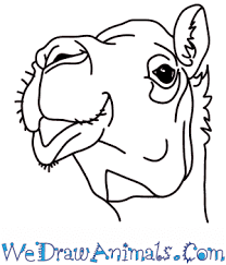 Easy step by step tutorial on how to draw an arabic camel, pause the video at every step to follow the steps carefully. How To Draw A Camel Head