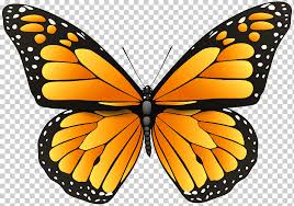 It is a very delicate species. Butterfly Coloring Pages For Adults Coloring Book Cartoon Butterfly Child Brush Footed Butterfly Symmetry Png Klipartz