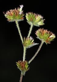 Image result for Elephantopus mollis