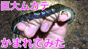 新種の巨大ムカデを素手で捕まえてみた＆咬まれてみた【リュウジンオオムカデ（日本最大種）】BItten by Ryujin giant  centipede (Scolopendra alcyona) ! - YouTube