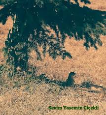 Gelengi Anadolu Yer Sincabi Doga Doga Fotografciligi Sincap
